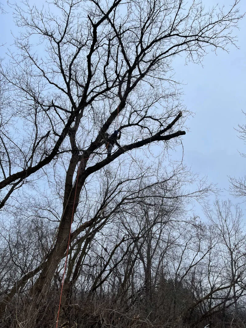 Storm-damaged tree being removed by a climbing arborist in Zion, IL
