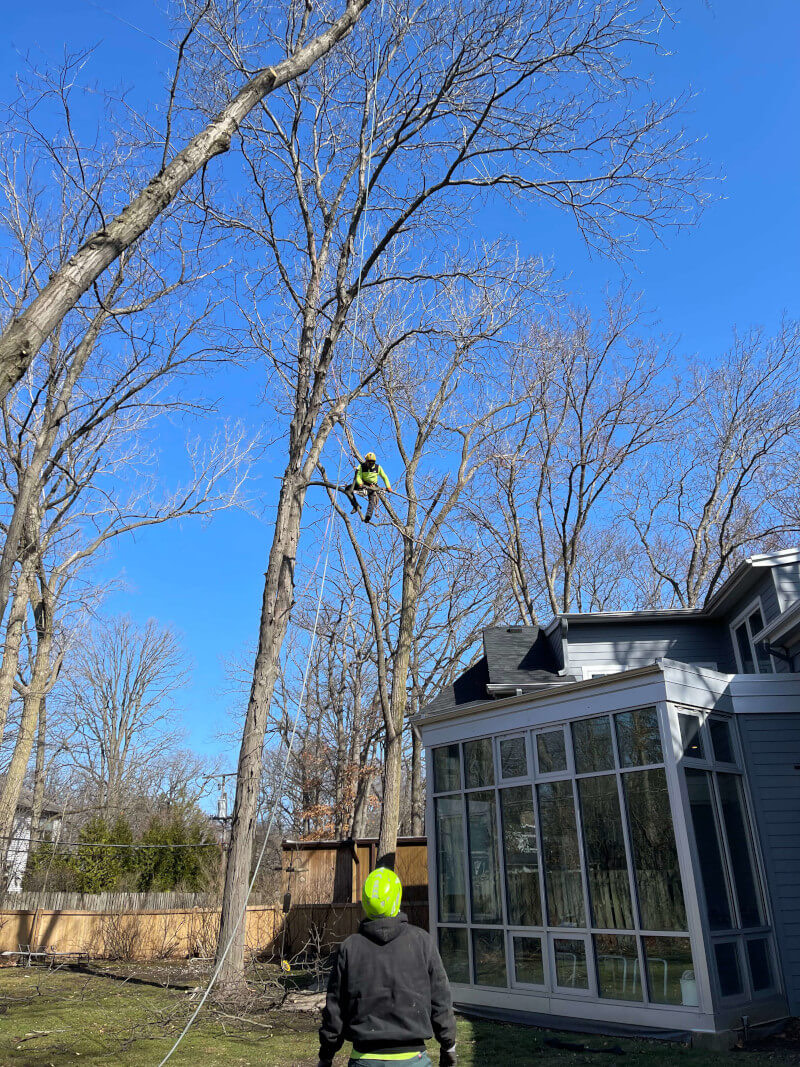 Squirrels Tree Service climber removing a large tree near a home in Zion, IL