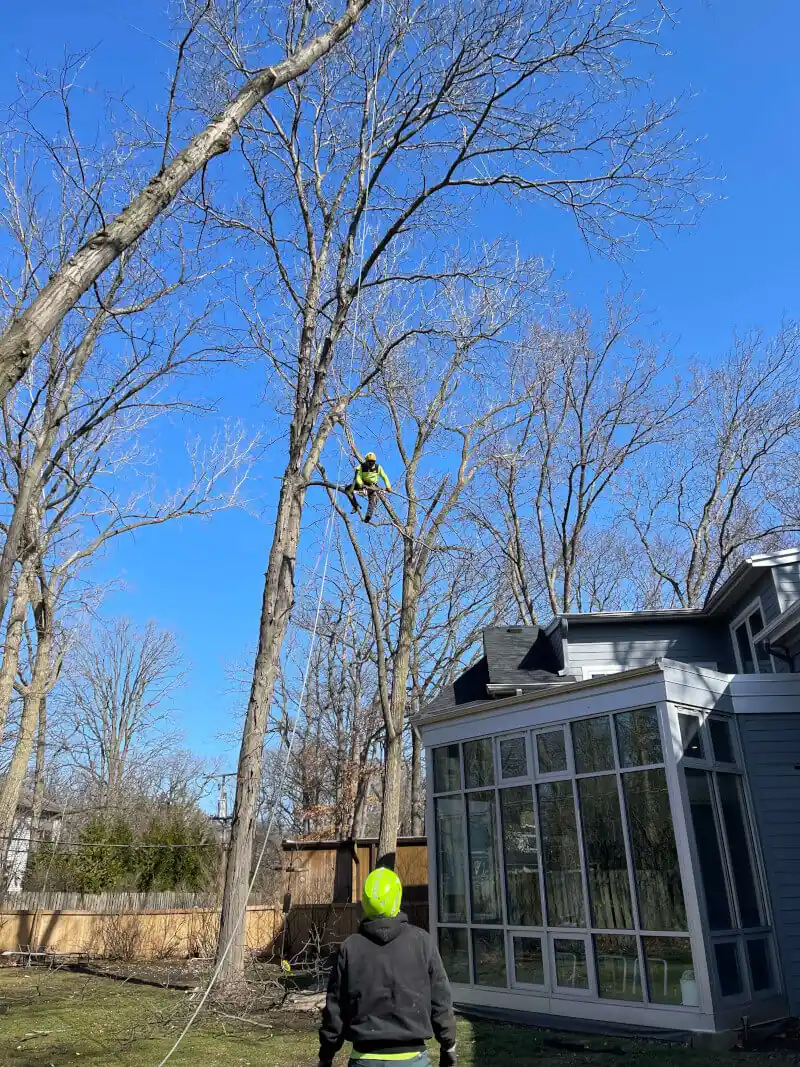 Squirrels Tree Service climber removing a large tree near a home in Zion, IL