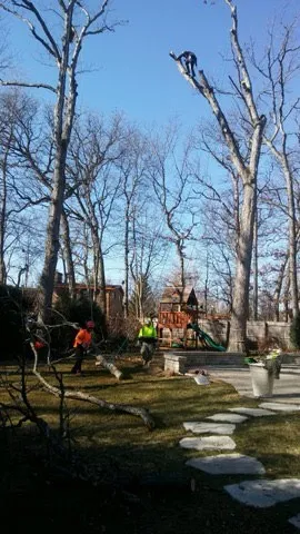 Well-maintained backyard lawn after tree and garden care in Zion, IL