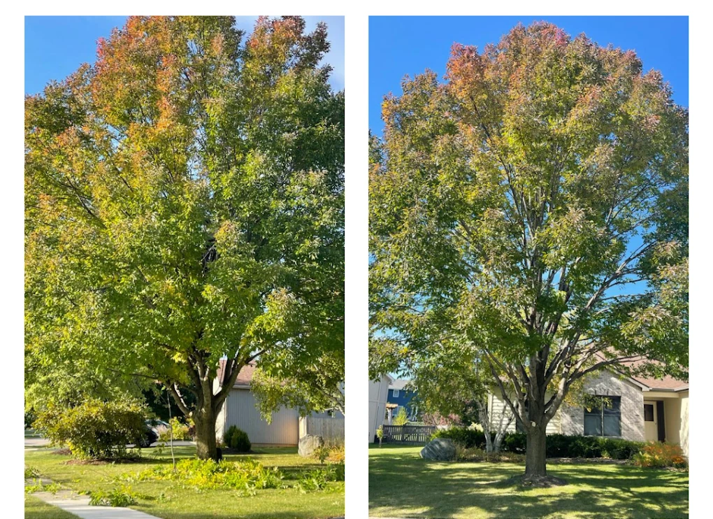 Before and after comparison of a tree pruning project in Zion, IL
